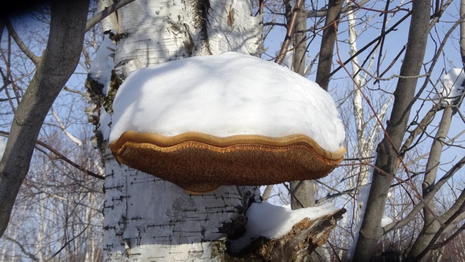 021221_linda-derkacz-snowy fungus