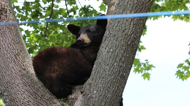 Rene Dionne snapped a few shots of a young black bear hanging out in a tree in his neighbourhood.