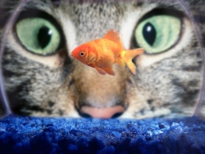 251011_Cat_Goldfish