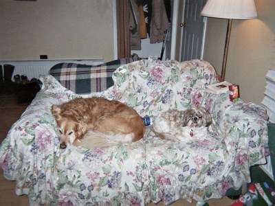 281111_Dogs_Couch