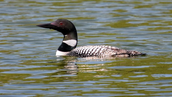 You may have spotted a common loon doing an uncommon thing: sticking around local lakes long after other migratory birds have flown the coop. (Chris Blomme)