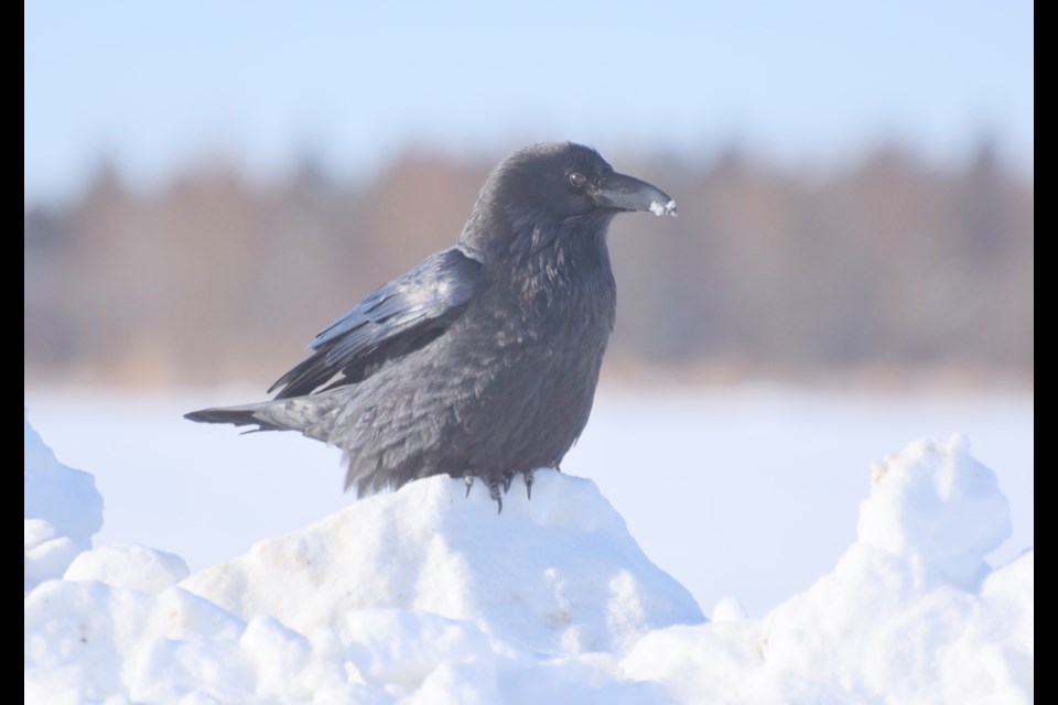 A common raven. (Chris Blomme)