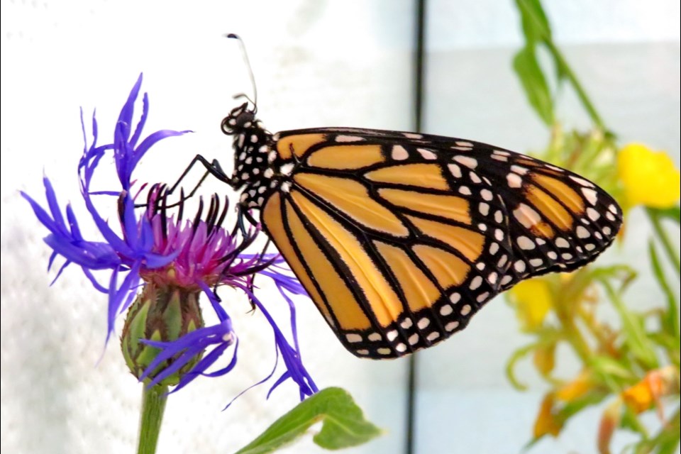 Shelly Haglund's insectarium has reared a number of monarch butterflies. (Supplied)    