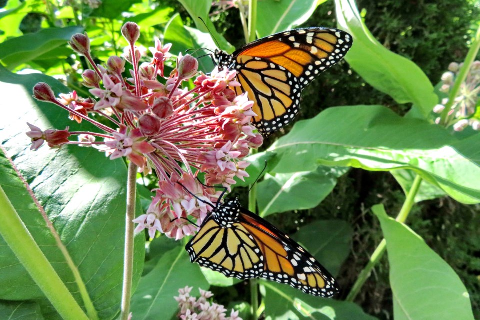 monarchs on milkweed by Maralea Mushumanski