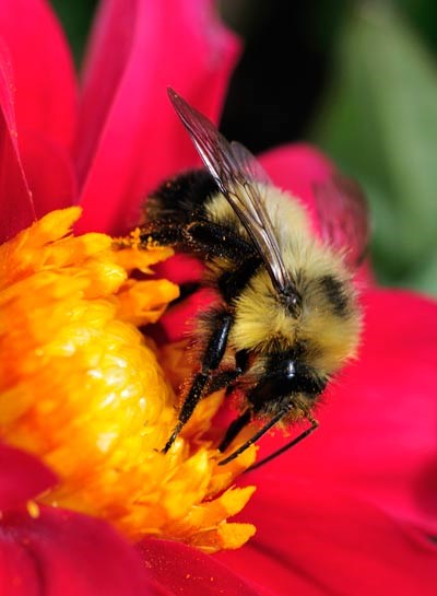 Bee-Photo