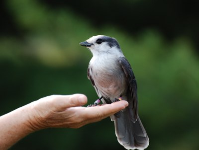 Photo A Bird In The Hand Sudbury Com