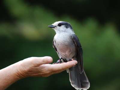 Photo A Bird In The Hand Sudbury Com Photo A Bird In The Hand Sudbury Com