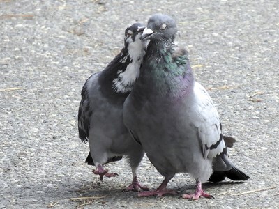 love_pigeons