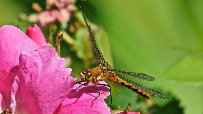 210715_in-focus_dragonfly-flower