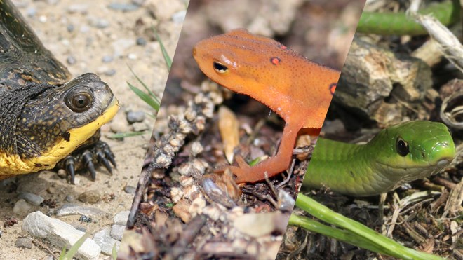 A Blanding’s turtle, a greensnake and a red newt: Have you spotted any of these lovely creatures yet this spring? Photos: Scott Gillingwater