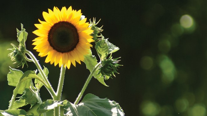 160616_sunflower