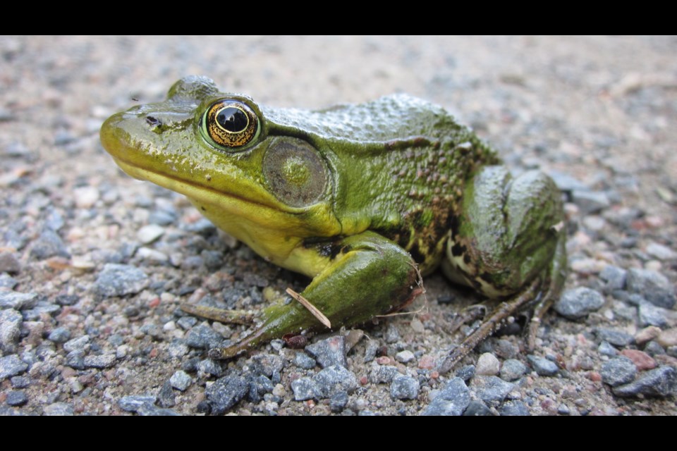                While walking one of the main trails along Fielding Municipal Park, Chris Blomme came across this accommodating bullfrog that posed for the camera before lunging for open water.                