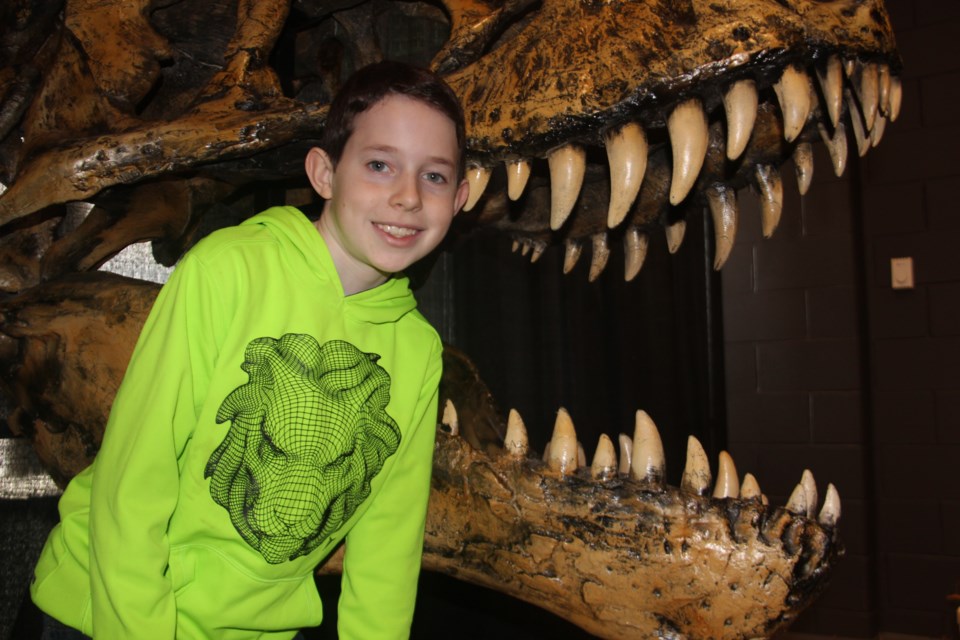 Nicolas Beaudry, 10, checks out a dinosaur skeleton replica included in the unEarthed: 4 Billion Years of Life exhibit at Dynamic Earth. The exhibit opens on Saturday. Photo by Heidi Ulrichsen.
