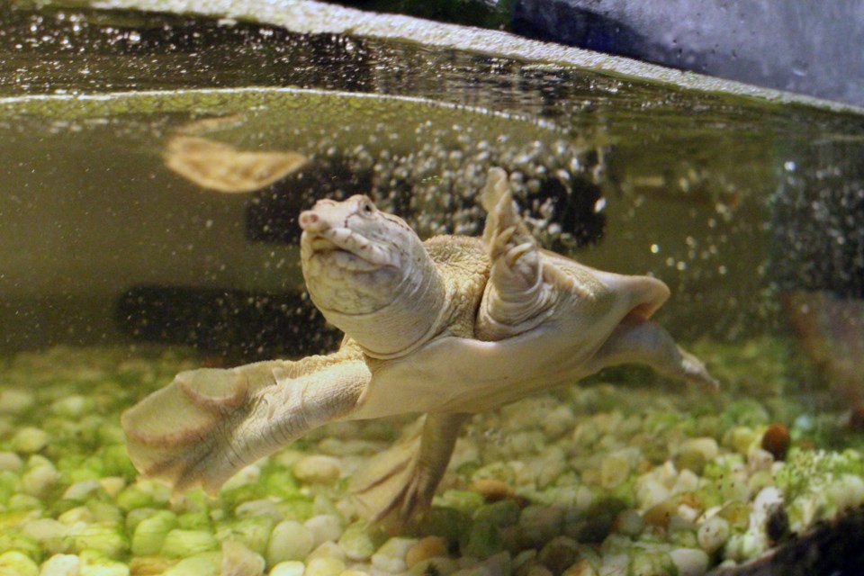 Chinese softshell turtle, found at Northern Exotics pet store and exotic animal exhibit. (Keira Ferguson/ Sudbury.com)