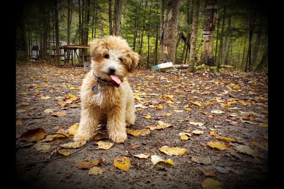Puppy Roo plays with the leaves. (Supplied/Lori Hele)