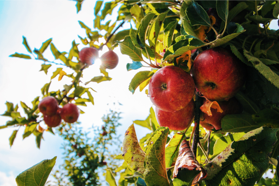 080922_Apples resize