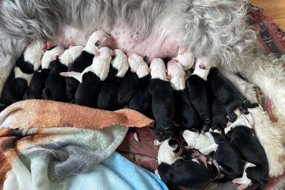Some of the 17 newly born pups at their home in Warren, just east of Sudbury. 