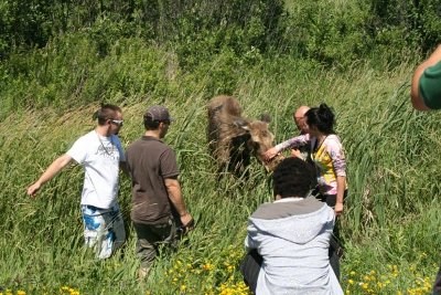 060710_moose_2
