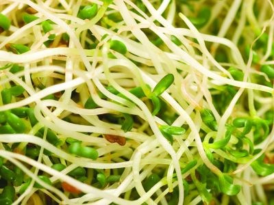240712_bean_sprouts