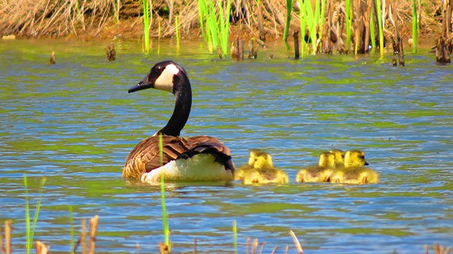 Mama-goose-and-babies-(2)