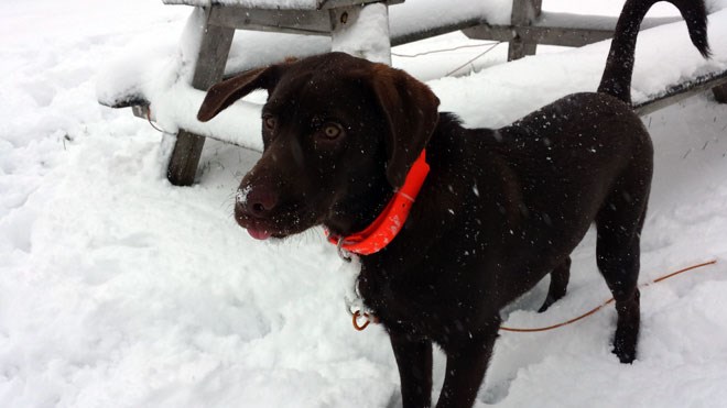 201114_charlie_in_the_snow