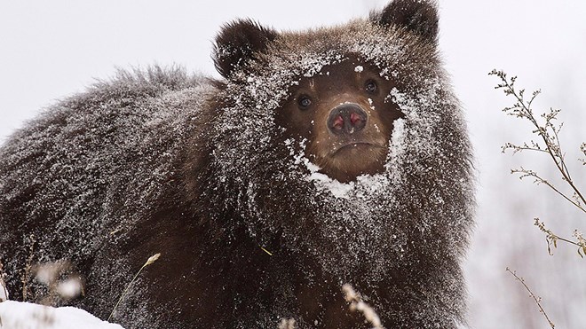 bear-covered-in-snow