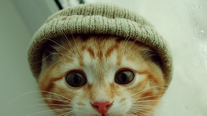 Cat-wearing-a-hat2