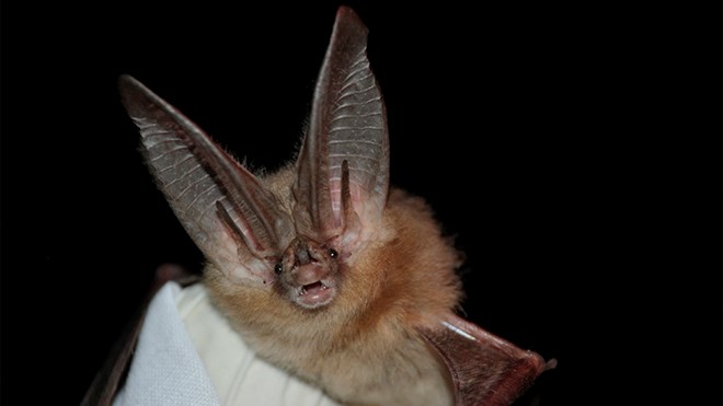 bat