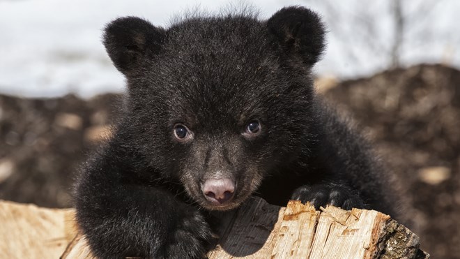 bear_cub