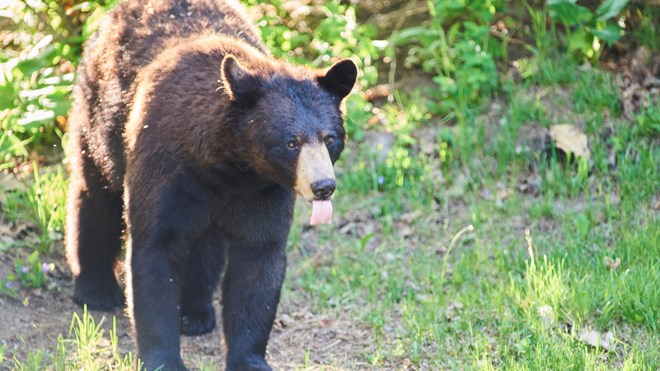 Sudbury.com reader Jules Beland snapped some photos of a bear that was roaming the Montrose area on May 28 from her backyard on Cardinal Court. Photo: Jules Beland