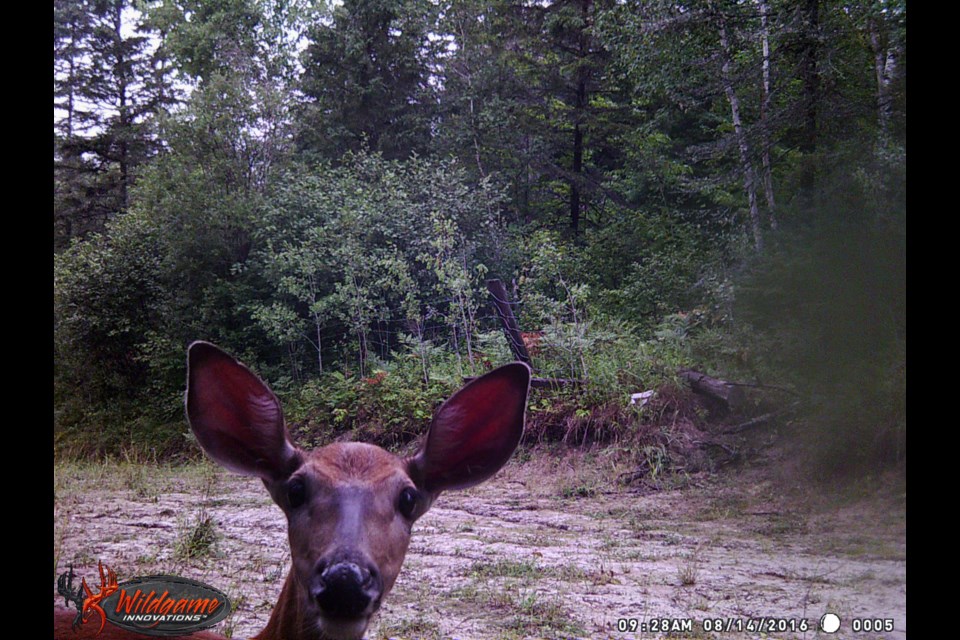 Estaire resident and Sudbury.com reader Wendy Pellis shared a couple of photos captured on her trail cam last week. 