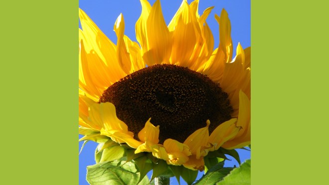 220916_sunflower