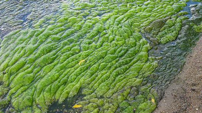 Blue-green algae found in Lower Shebandowan Lake 