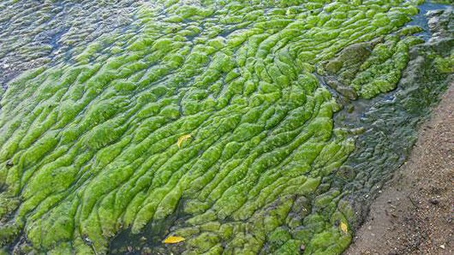 Lough Neagh: How climate change int...