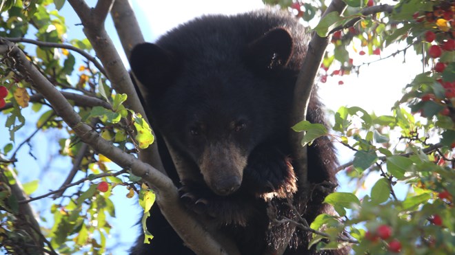 The Ministry of Natural Resources safely removed a bear from a tree at residence in Chelmsford on Oct. 18. Photo: Matt Durnan