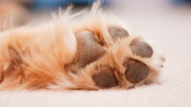 dog-paw-shutterstock