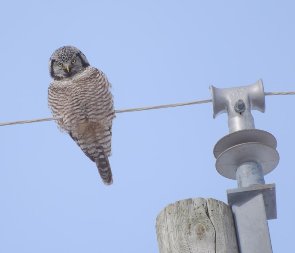 northern hawk owl C.Blomme killarney