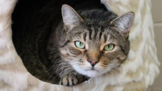 Atchoom, a five-year-old , brown and black spayed female tabby is up for adoption. (Supplied)