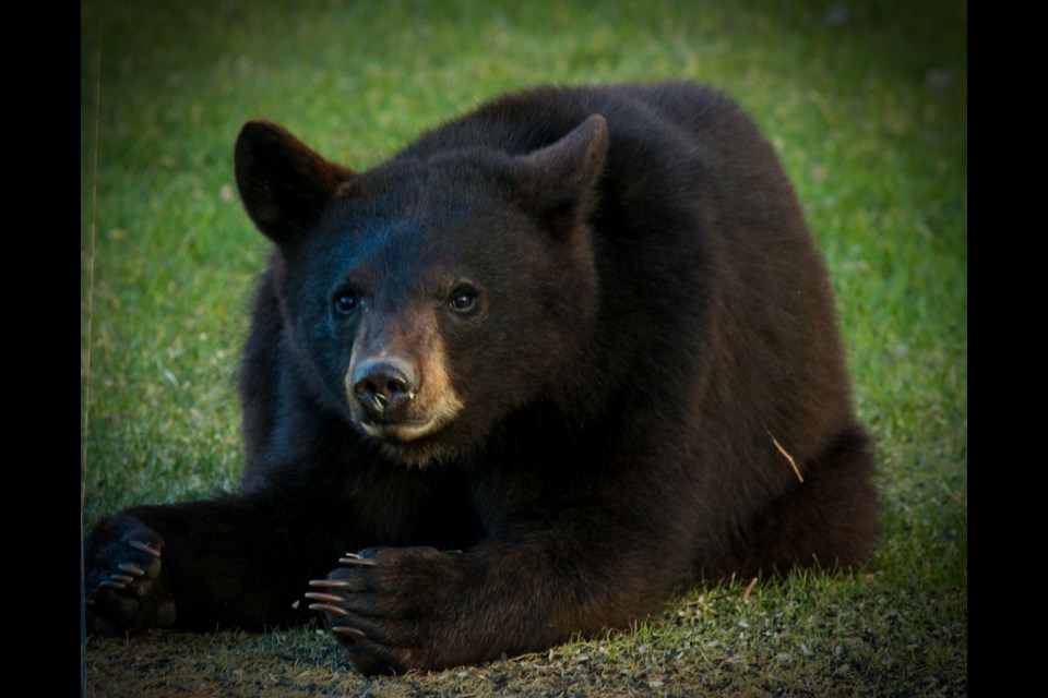 Sudbury.com reader Anne Size shared these photos of a group of black bears that she took over the weekend.