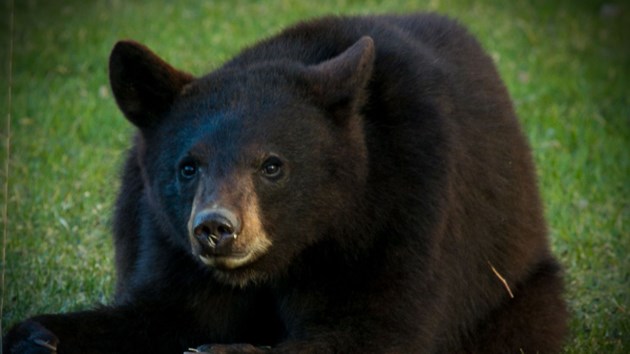 Group of black bears visit backyard in Azilda - Sudbury.com