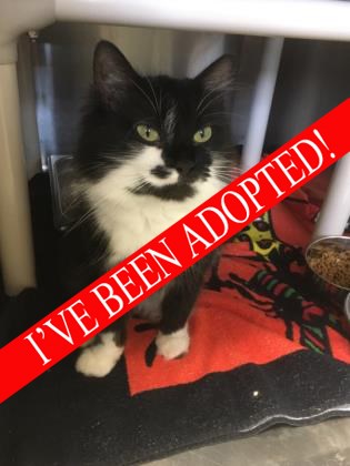 Cookie_adopted