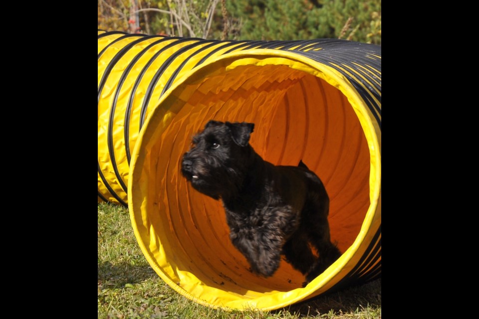 Dog agility training in Sudbury Your pooch will love it