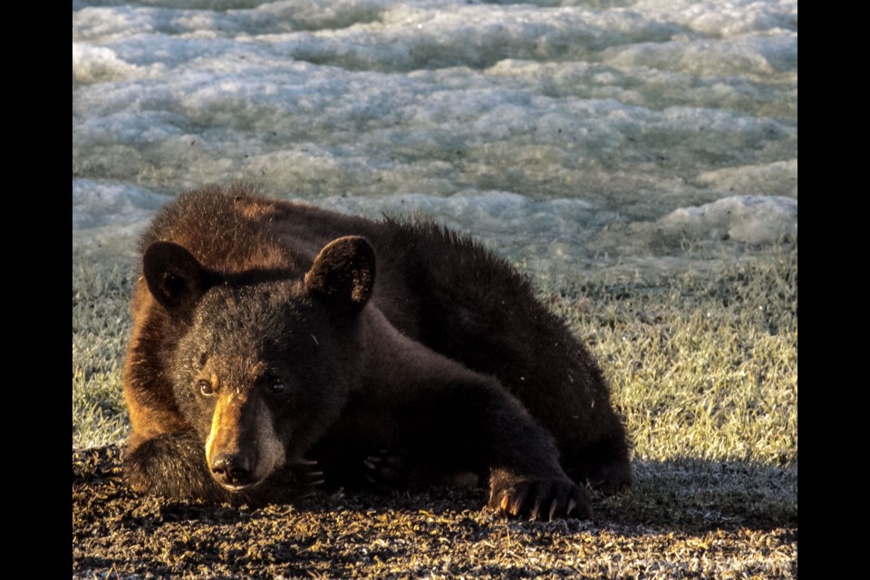 Azilda resident Anne Size snapped these photos of some bears waking up outside of her backyard this week.
