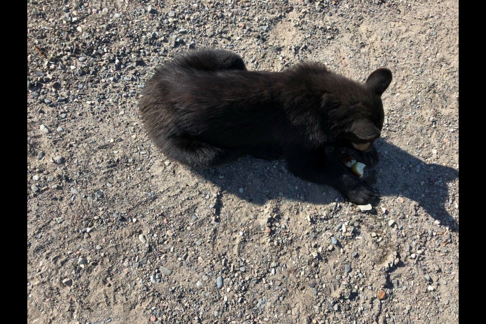 Video and photos of what appears to be a bear cub struggling to stand at the side of the road after being hit by a vehicle are circulating on social media.