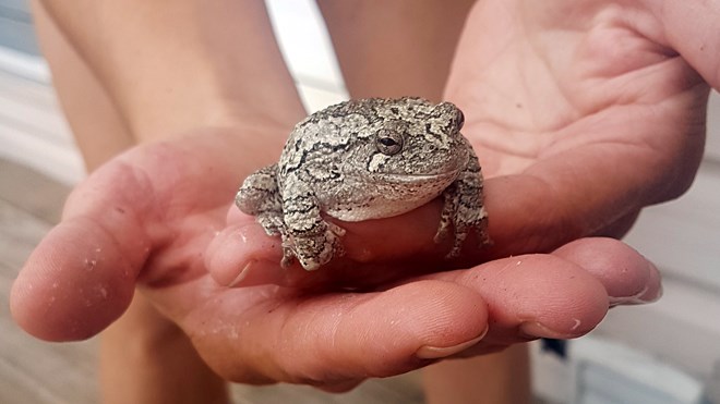Celine and Herb Cashmore shared photos of this unusual (and beautiful) little frog that’s been hanging around the hot tub for the past month. Science North said the critter is an Eastern Gray Tree Frog. (Supplied)