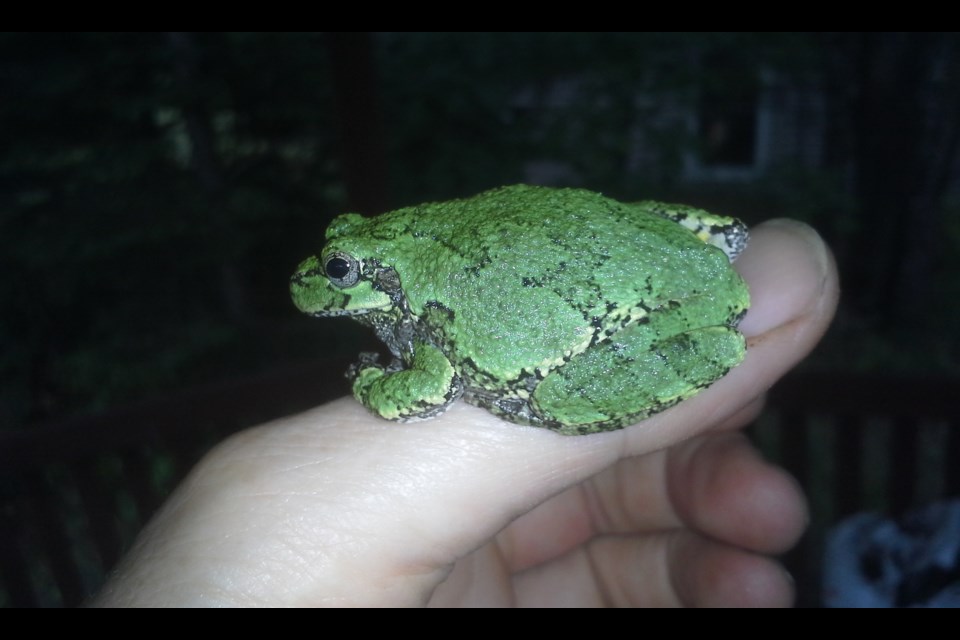 Alison Green got up close and personal with this Eastern Gray tree frog,, managing to get it to pose on her thumb for a snapshot.