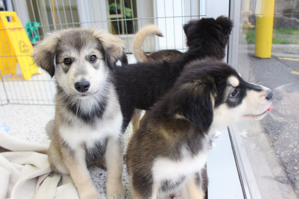 Five 10 week-old puppies are ready to be adopted tomorrow morning at the Sudbury SPCA. The three males and two females are playful, vibrant Husky-Shepherd mixes. They will be available on Wednesday, October 3, 2018. (Allana McDougall/Sudbury.com)