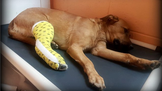 On Oct. 31 the Rainbow District Animal Shelter received a young, injured pup from Healing Hearts Lost Pet Search & Recovery. Shelby, as she has since been named by shelter staff, is estimated to be around two-years-old. (Supplied)
