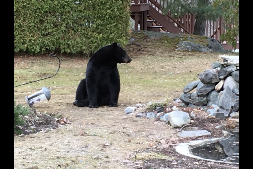 Reader Bruce Solski snapped photos of this bear, that spent some time in a backyard near Marymount Academy on Monday afternoon, enjoying a snack from a birdfeeder.
