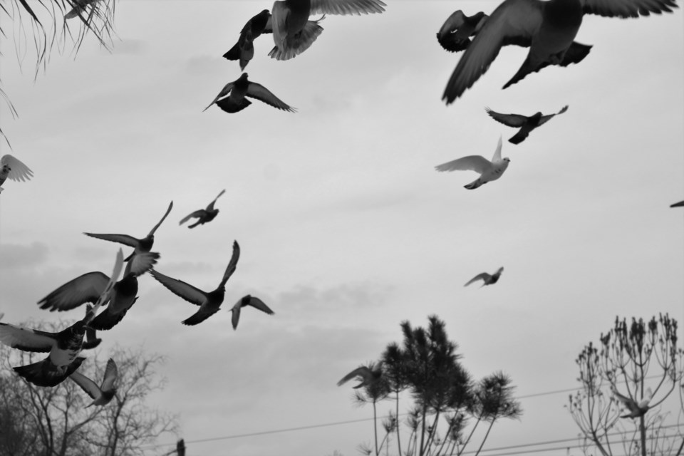A photo of pigeons in flight is one of Annie's favourites of all the photos she's taken. It was selected to hang as part of the Emergence exhibit at the Art Gallery of Sudbury. (Annie Duncan / Sudbury.com)